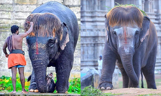 Bob-cut Elephant
